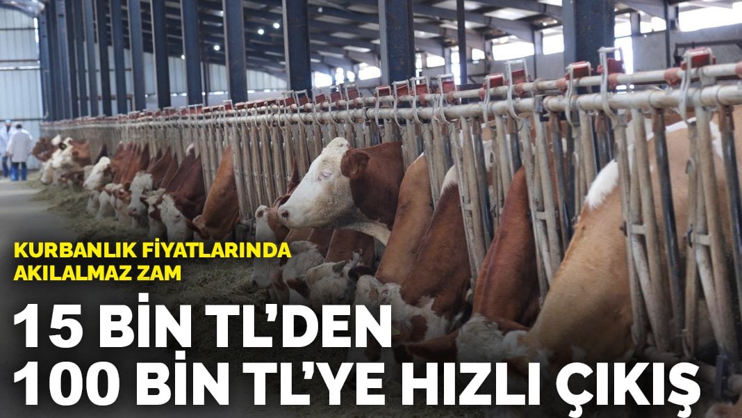 Kurbanlık fiyatlarında böyle zam görülmedi! Bu bayram eve et girmesi zorlaştı!