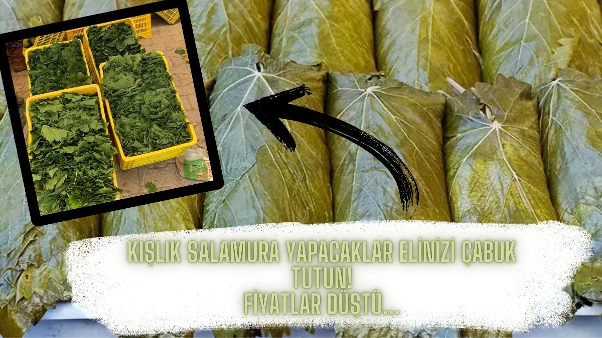 Kışlık yaprak basacaklar tam zamanı! Hasat başladı, fiyatlar yarıya kadar düştü, bu sene rekolte bereketli