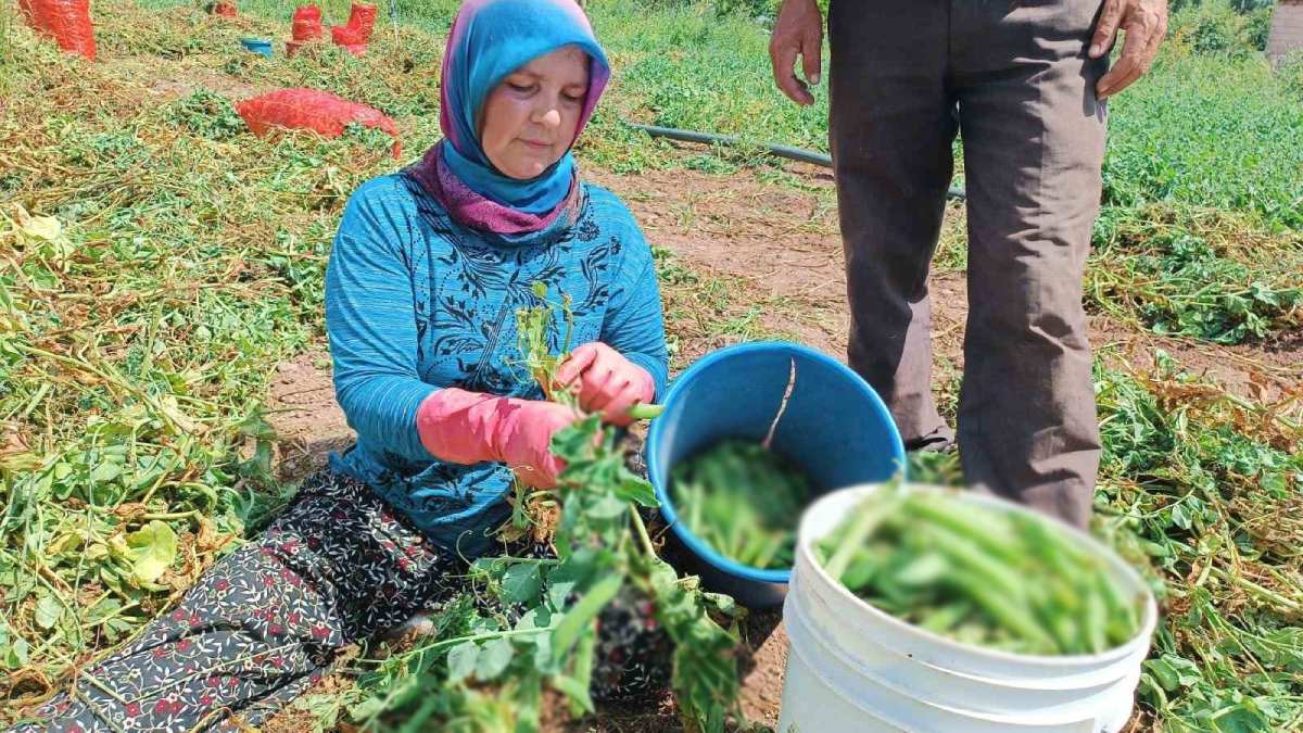 Kabuğun içinde toplanan hazine! Konya’da toplanıyor, pazara düştüğü gibi dibini görüyor! Şifa deposu olarak biliniyor