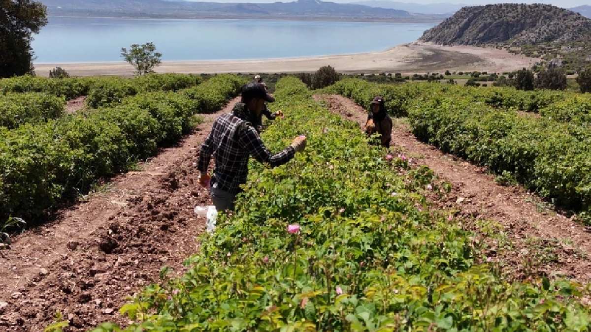 Burdur’da en güzel hasat başladı!  500 kilodan 100 gram çıkıyor litresi 40.000 TL ediyor!