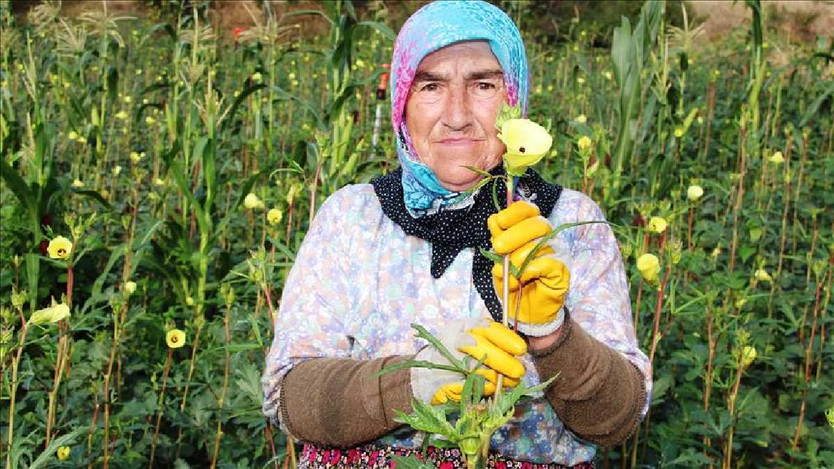 Bu ürüne lezzeti Aydın katıyor, hasadı büyük kazandırıyor! Herkes altın olarak biliyor, kilosu 150 TL’den tarladan satılıyor