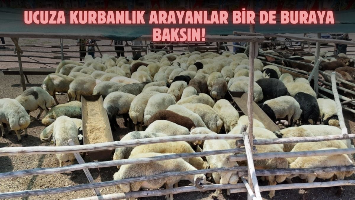 Ucuz kurban almak isteyen buraya gidebilir! Belediye başkanı ‘piyasaya inat’ dedi, fiyatları duyurdu