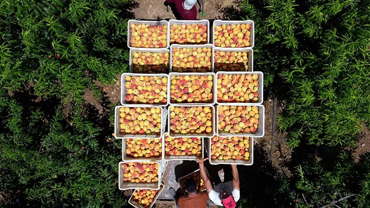 O ilin geçim kaynağıydı, artık ekmeyecekler! Hem para etmiyor hem rekolte düştü: Üretici o meyveden vazgeçti