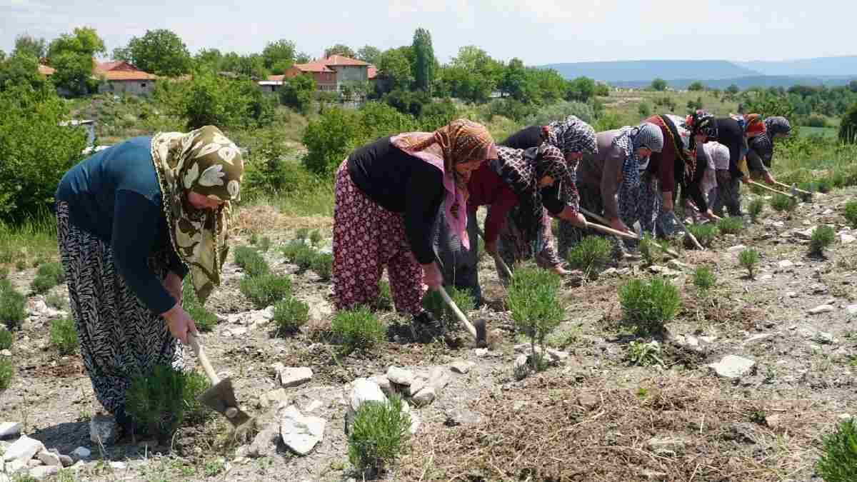 Kütahyalı kadınlar bir araya geldi ekim başladı! Onlar yetiştiriyor onlar kazanıyor: Hem ev hem bölge ekonomisi canlanıyor