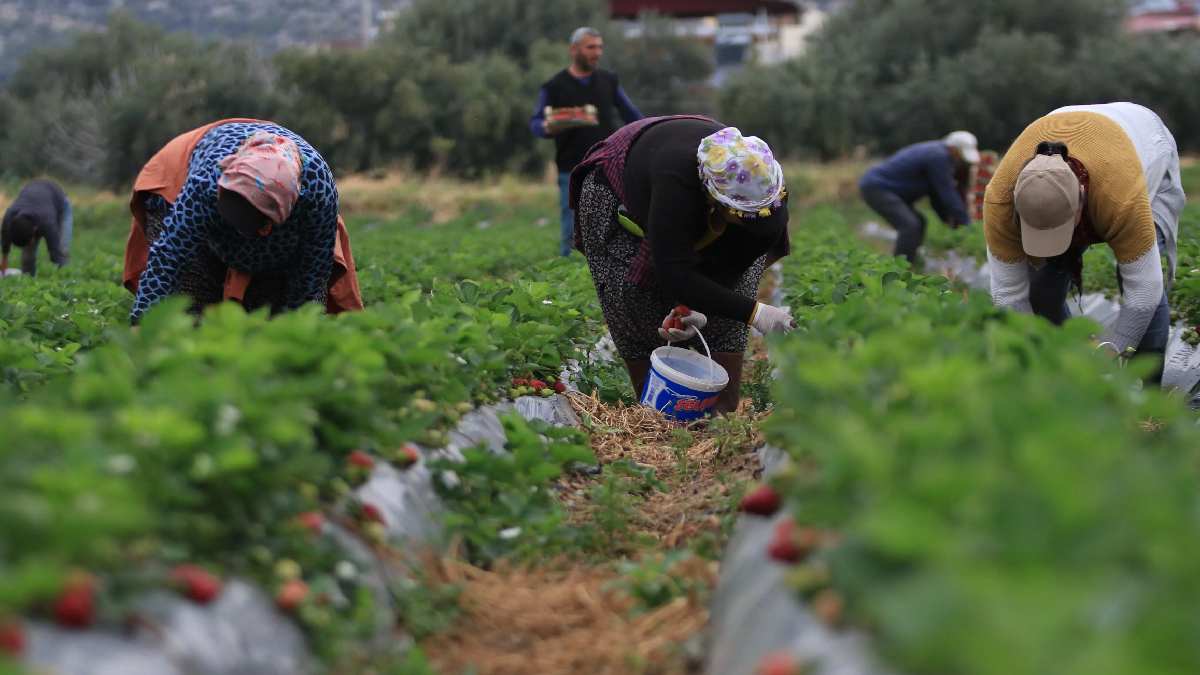 Fındığa alternatif ekildi, getirisi 90 milyon TL oldu Sepetini takan kırmızı elmas toplaya koşuyor! Yıllık 1400 ton rekolte