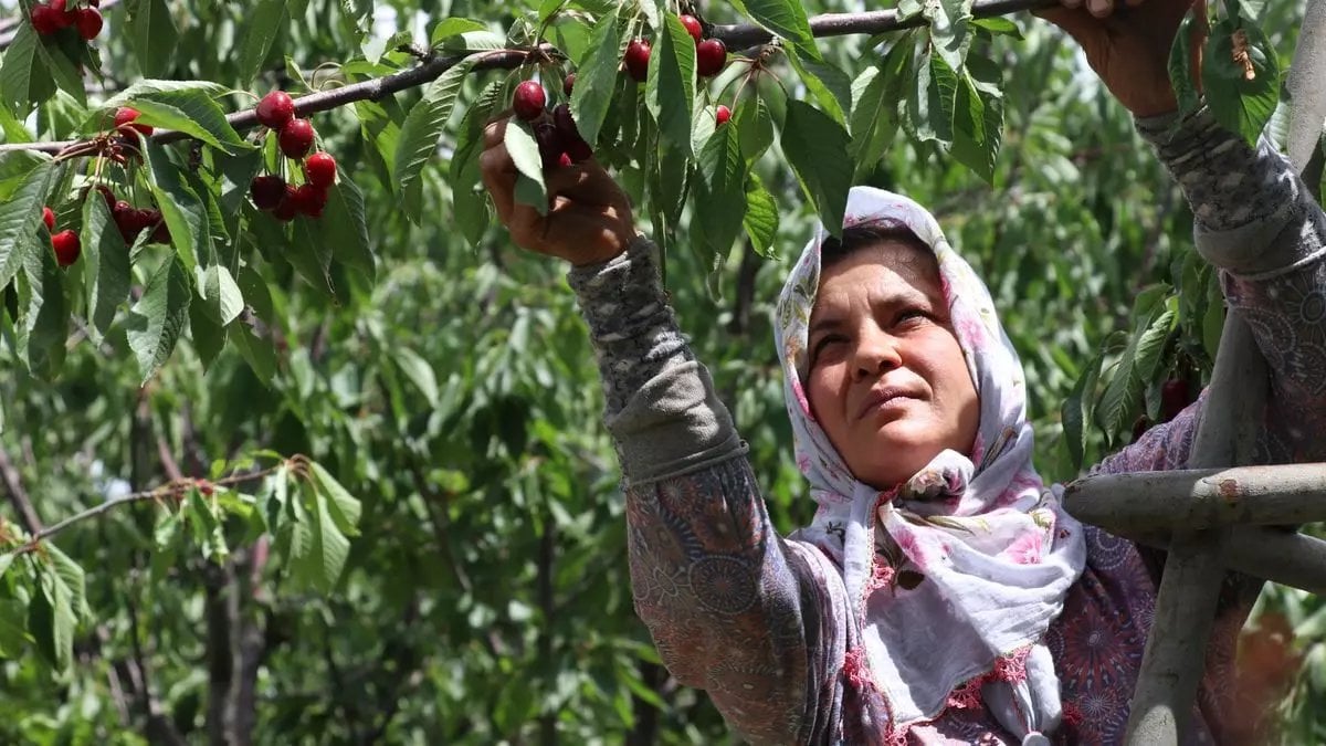 Dağların eteklerinde hasat zamanı! Bir ağaçtan 80 kilo verim alıyorlar, 24 yıllık geçim kaynağı…