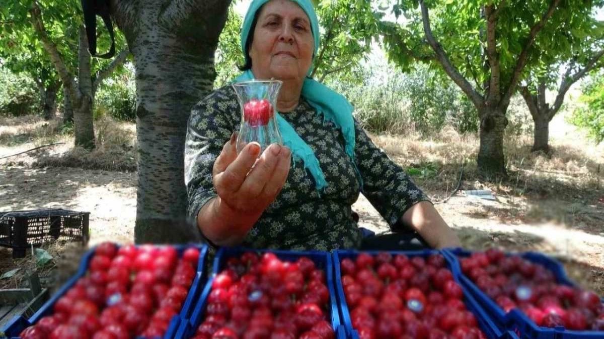 Türkiye’nin meyve deposunda büyük üretim! 1 tanesi çay bardağına sığmıyor! Kilosu 250 TL’ye satılıyor