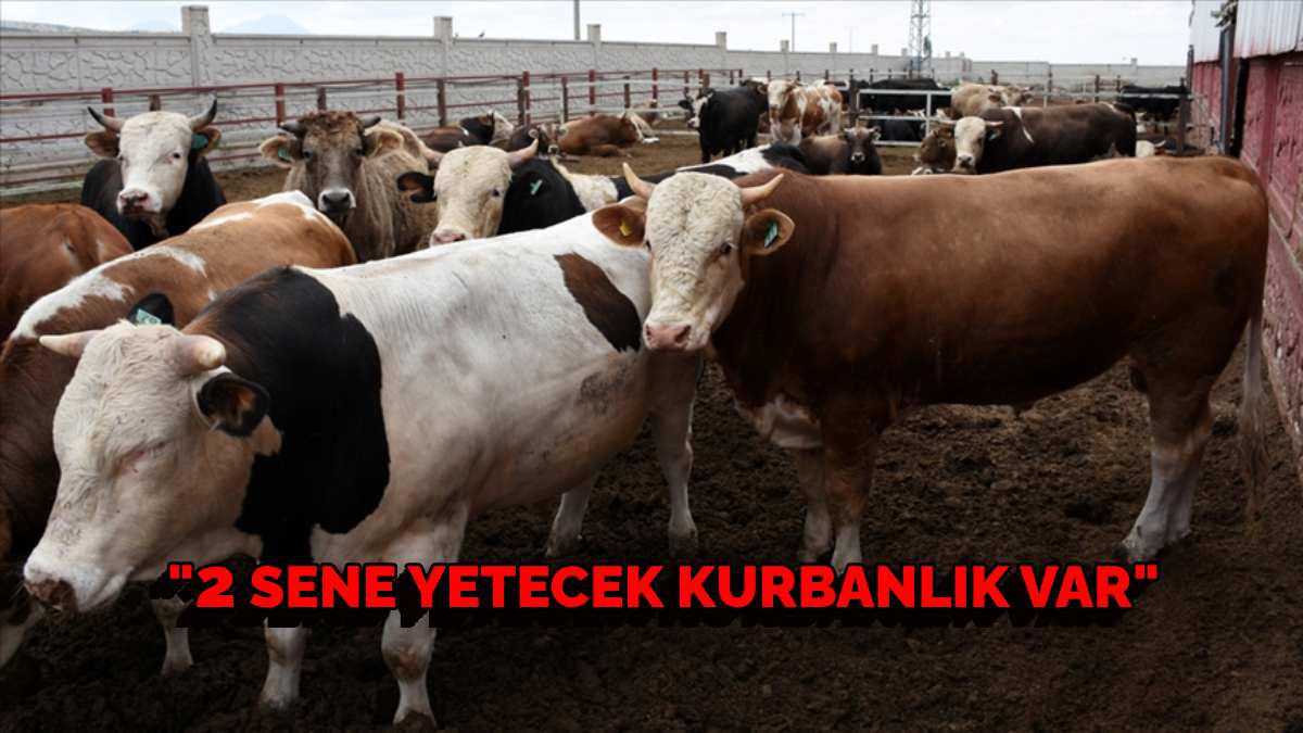 Kurban Bayramı geldi çattı, fiyatlar tartışma yarattı! ‘İki sene yetecek danamız var’ dedi il il fiyatları açıkladı