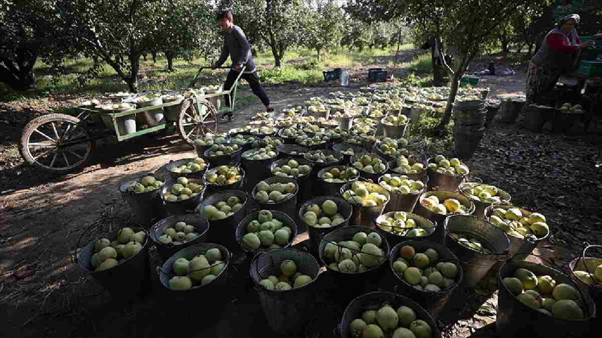 Anadolu’nun en eski meyvesi! Artık kolay kolay yok, bulan da kilolarca alıyor: Sadece O illerde yetişiyor