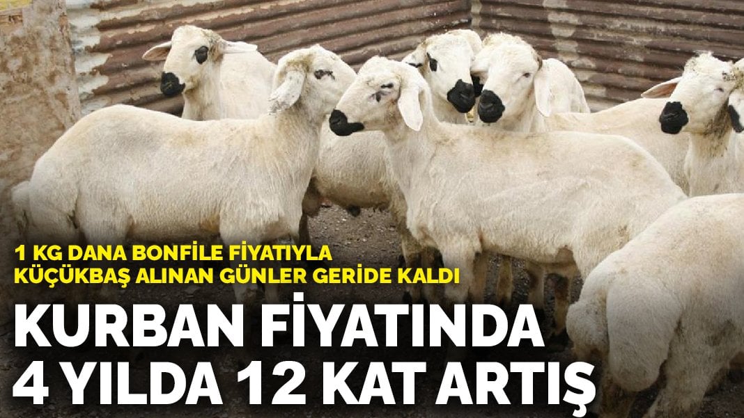 Kurban fiyatı 4 yılda 12’ye katlandı: 1 kg dana bonfile fiyatıyla küçükbaş alınan günler geride kaldı