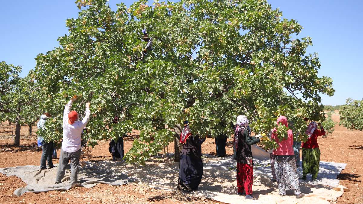 Meyvesini tam almak için 20 yıl gerekiyor! ‘Gül Güzeli’ olarak biliniyor, şimdi her yıl hasadı yapılacak