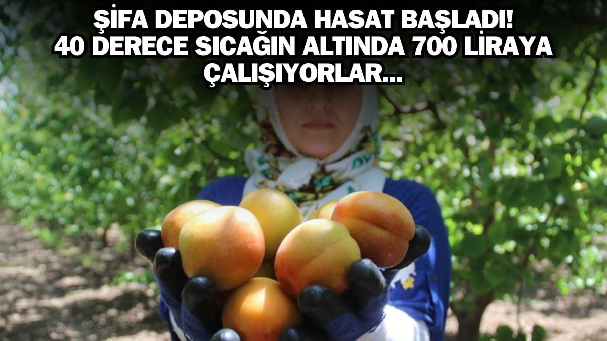 Sarı altının hasadı başladı! 40 derece sıcağın altında topluyorlar: Kilosu 30 liradan talep yağıyor