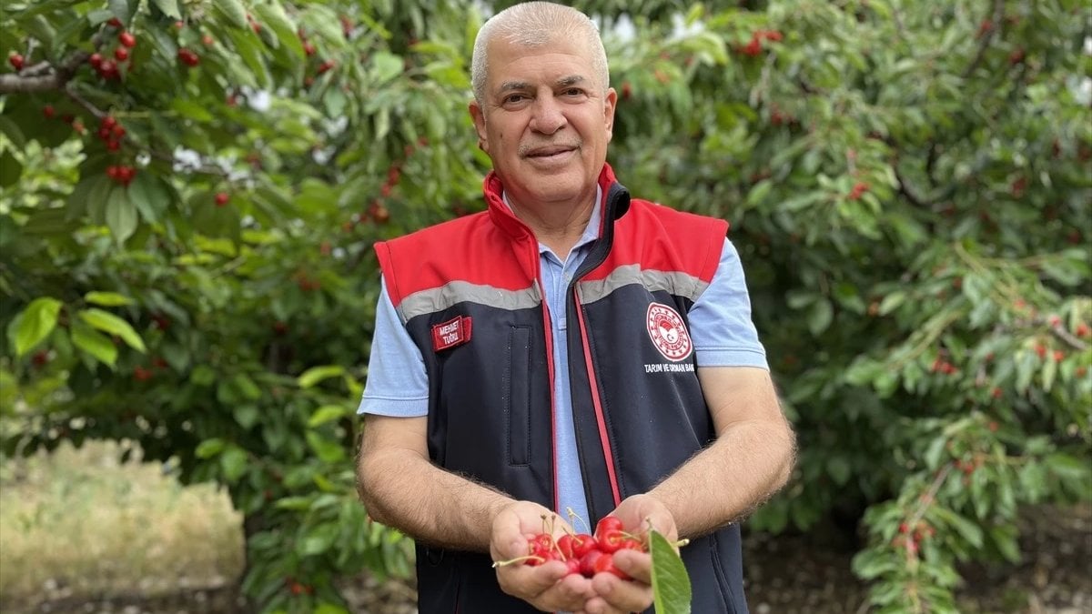 Hasadı tam 2,5 ay sürüyor: 50 ülkeye ihraç ediliyor! O meyvenin yüzde 40’ı orada yetişiyor