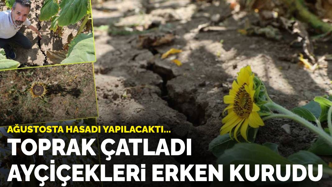 Toprak çatladı, ayçiçekleri erken kurudu!