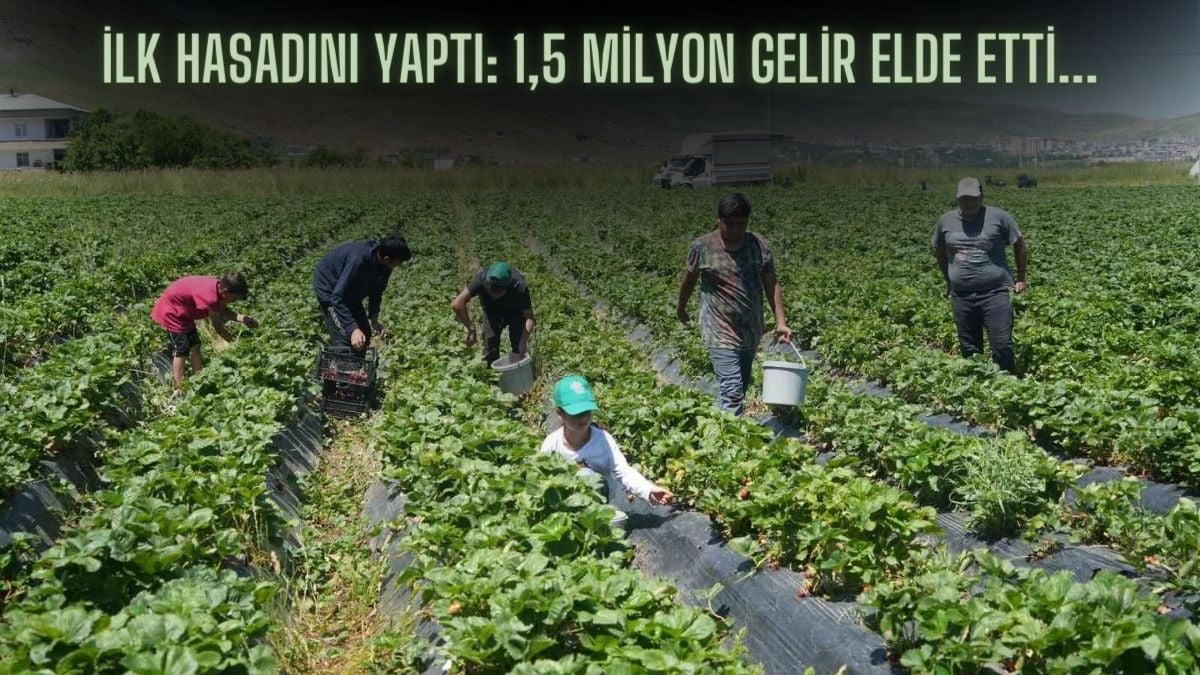 İlk hasatta 1,5 milyon lira gelir elde etti! Yıl içinde 40 tonluk üretim yapıyor: 15 dönümlük arazisinde paraya para demiyor