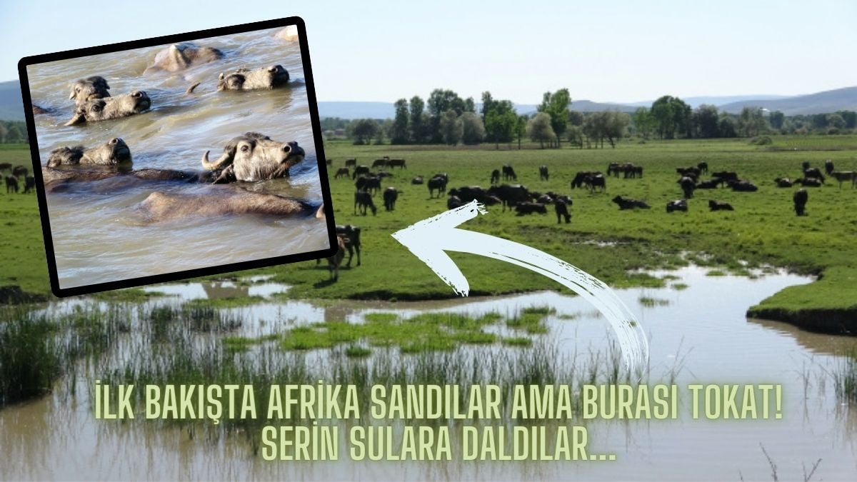 Görenler Afrika sanıyor ama burası Tokat! Belgeselleri aratmayacak görüntüler: Sürü halinde gezip suya girdiler