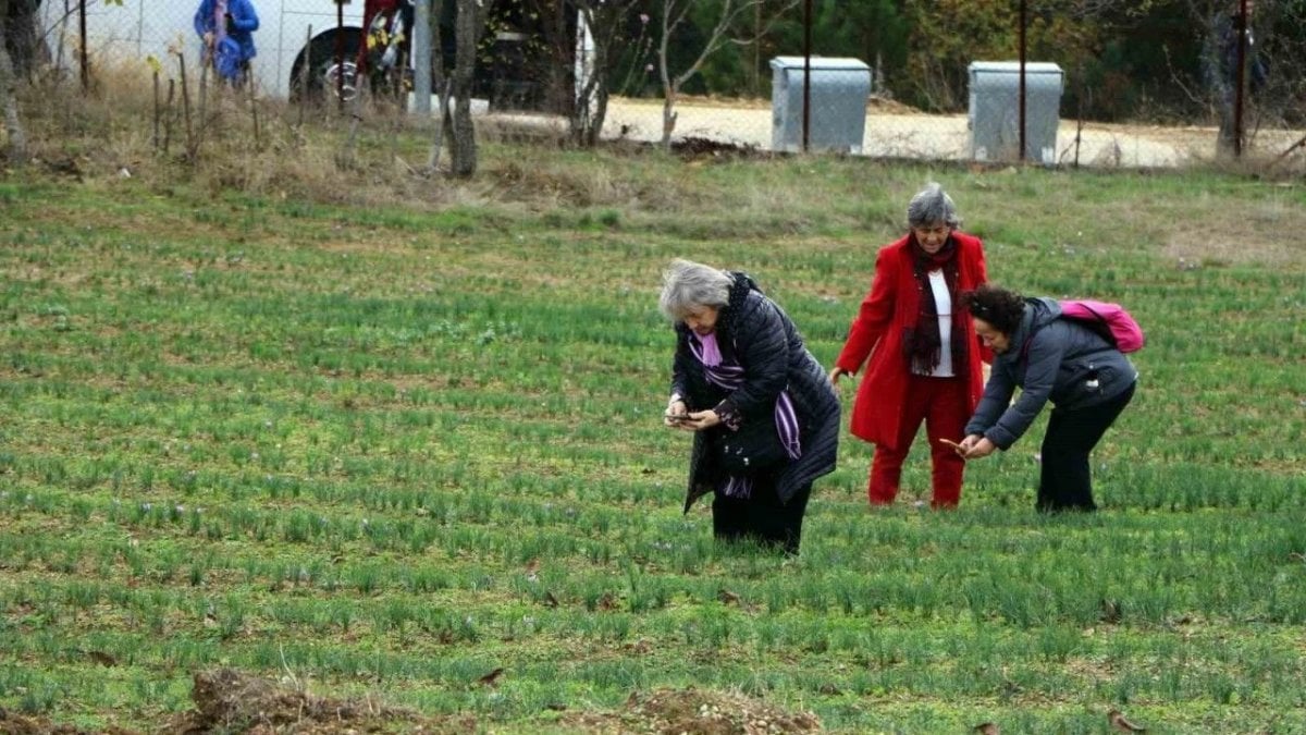 Değeri altınla yarışıyor! Bunu eken resmen para biçiyor: Kilosu 600 bin TL