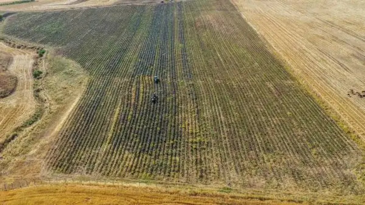 Zeytinyağının bile pabucunu dama atıyor! Ülke ülke gezdi, memleketine döndü, 10 tondan 300 litre çıkıyor