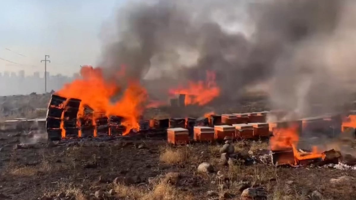 Arazi yangınında yüzlerce arı kül oldu