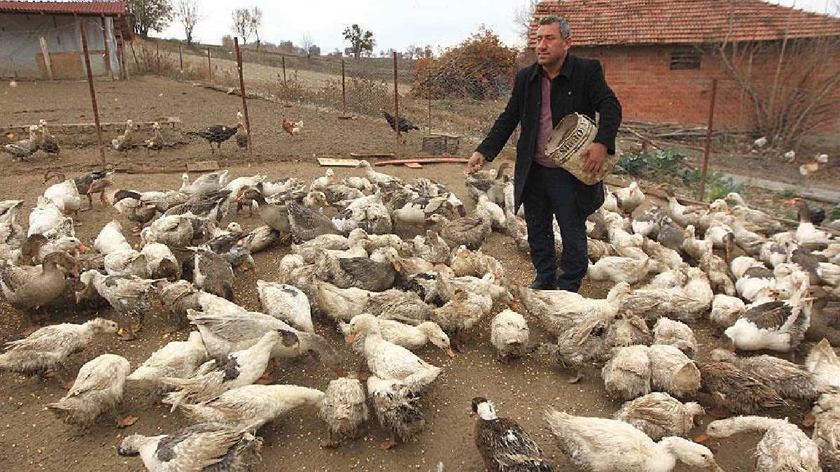 Hobi olarak başladı, koca bir tesisin sahibi oldu! Şimdi ihracata hazırlanıyor! Etinden, tüyüne kadar her şeyinden para akıyor