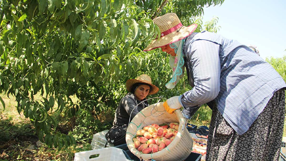 Kızgın güneşin altında topluyorlar Rusya ve Irak’a gönderiyorlar! Tarlada 8 TL, markette 55 TL’den satılıyor