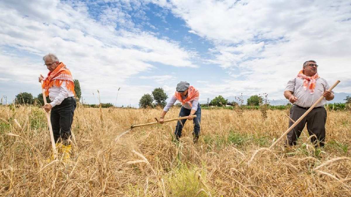 Tatil şehrinde büyük hasat! Tamamen yerli üründen üretiliyor, az yağış bol verim alınıyor! Herkes bunu ekmek isteyecek