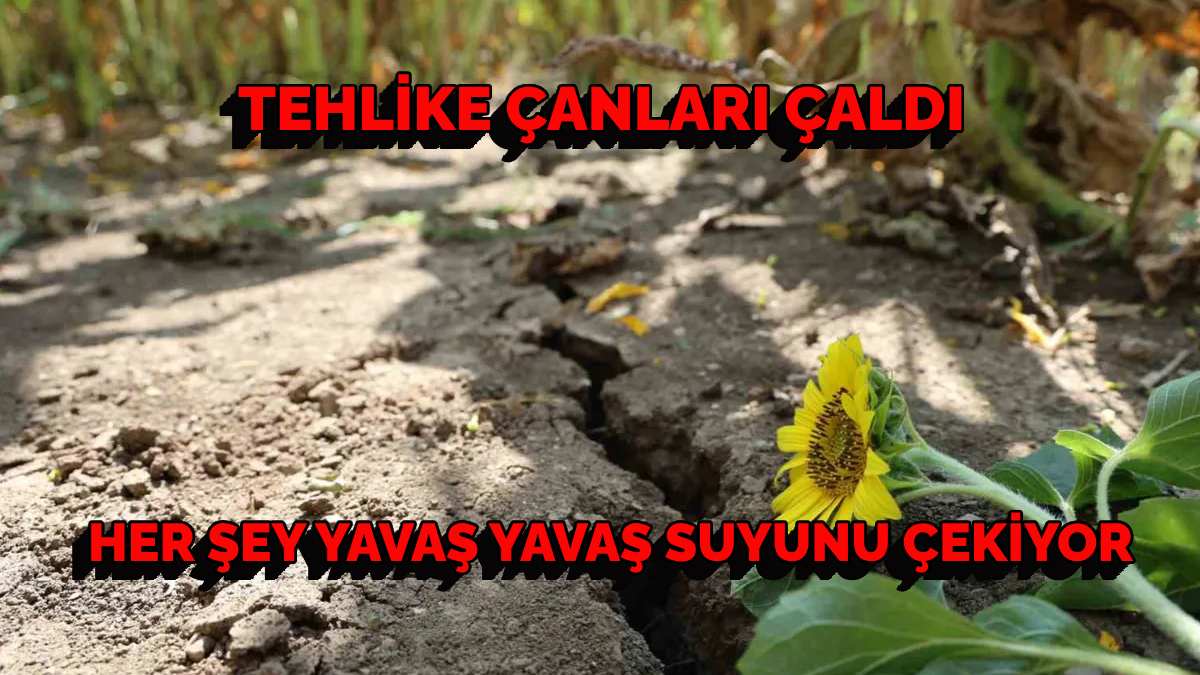 Adana’da tehlike çanları çalıyor! Koca bir tarla kurudu, yazın en sevilen lezzetinden herkes mahrum kalacak