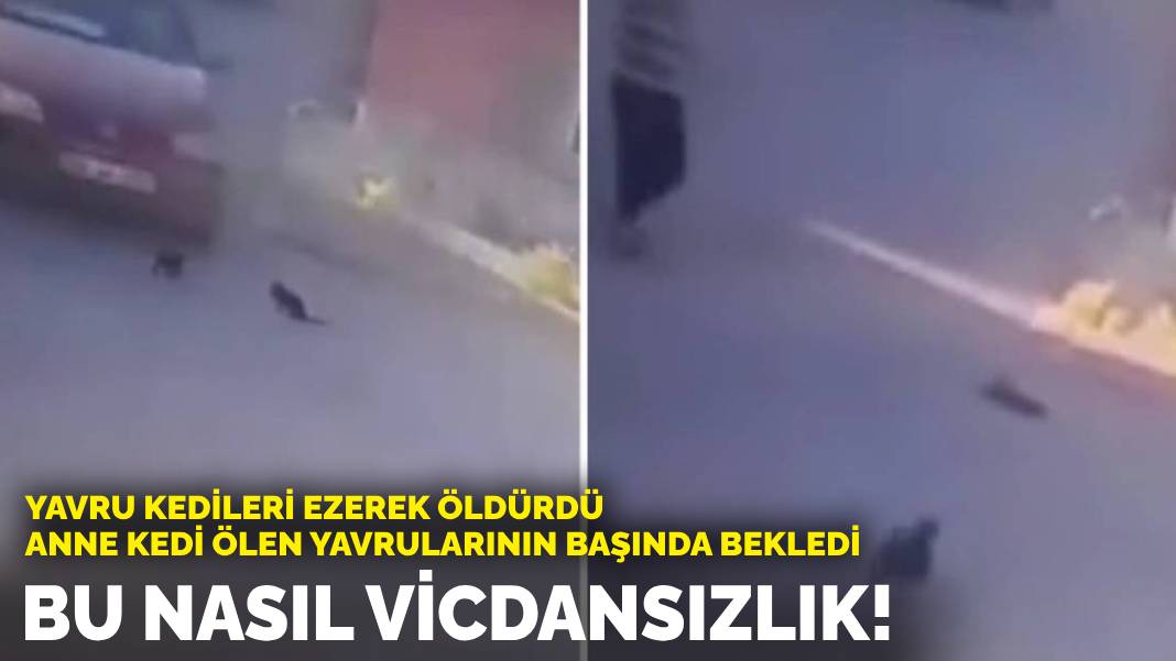 Yavru kedileri araçla ezdi! Anne kedi ölen yavrularının başında bekledi