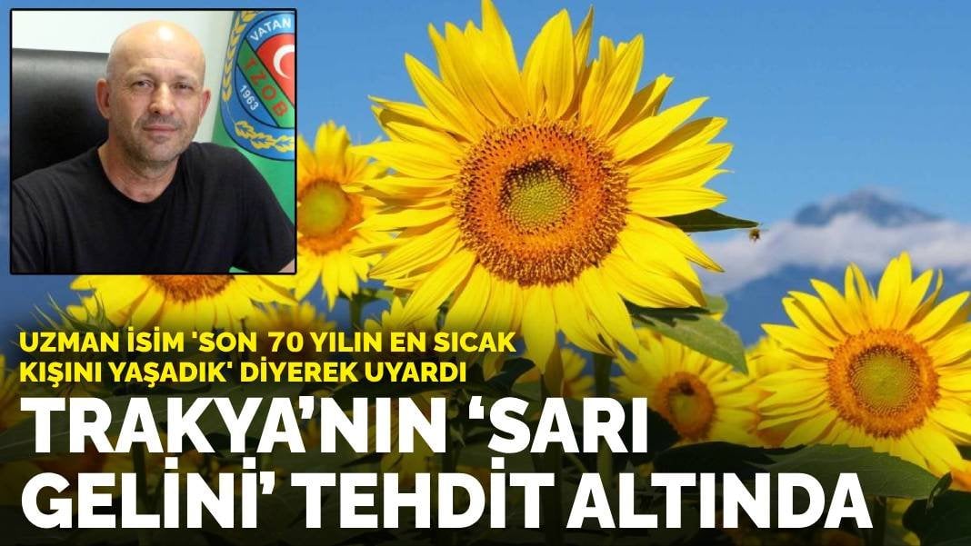 Uzman isim ‘son 70 yılın en sıcak kışını yaşadık’ diyerek uyardı: Trakya’nın ‘sarı gelini’ tehdit altında