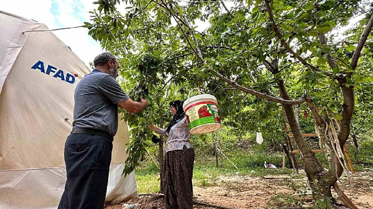 Günlük 2 bin TL verdi, yine de kimse çalışmadı! Coğrafi işaretli lezzetin pazarda kilosu 60 TL’den satılıyor