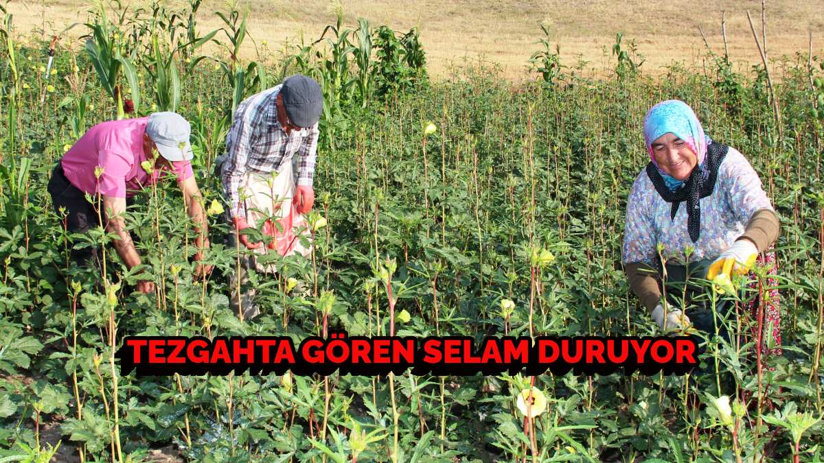 Pazar tezgahına çıktı, herkes selam durdu! Kilosu 200 TL’den satılıyor, almak isteyen gramlarını bozduruyor