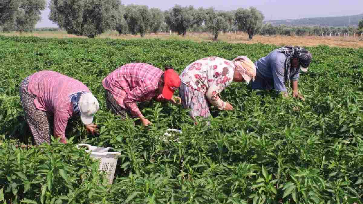 130 yıllık tohumdan üretti, İtalyanlar peşine düştü! Oradan başka yerde yetişmiyor, ilk hasat bugün başladı