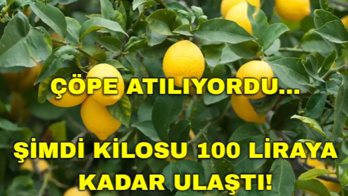 Çiftçiler kamyonlarla çöpe döküyordu, şimdi altın oldu! Bedava bile almıyorlardı, kilosu 100 liraya çıktı