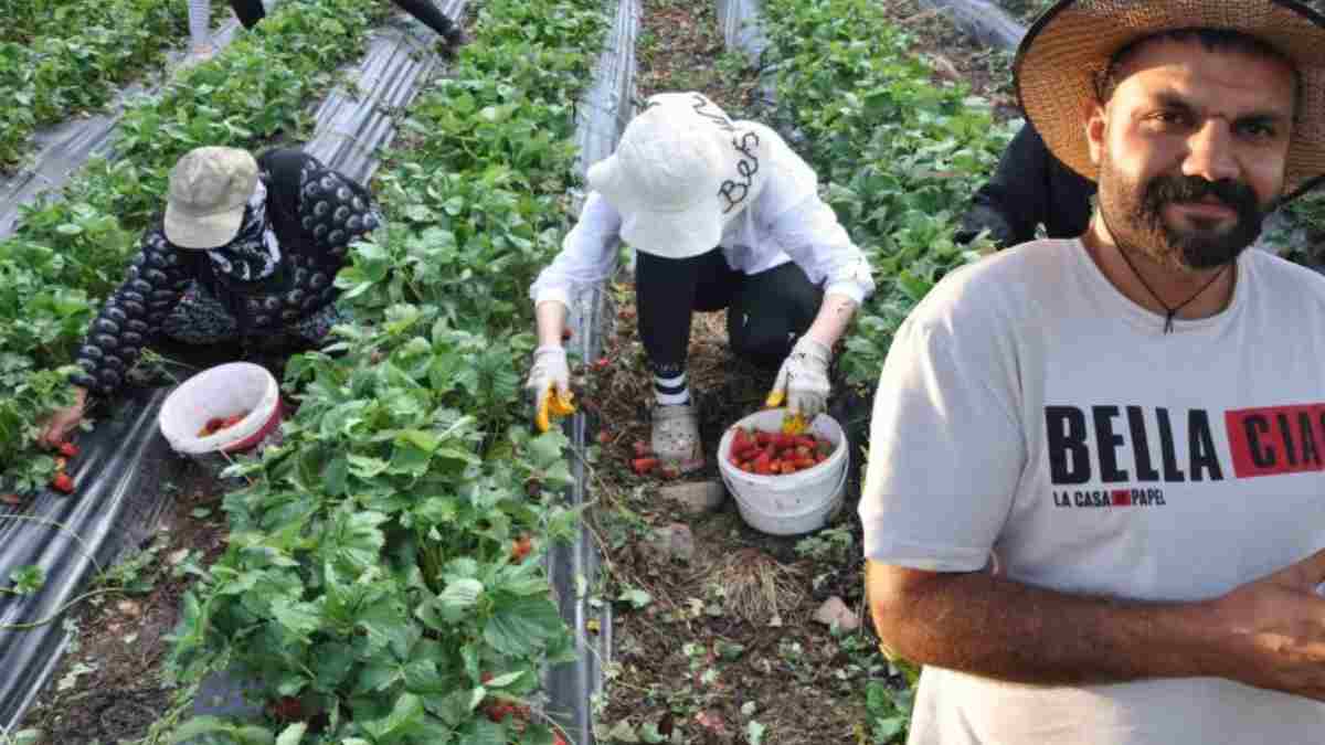 Tütün yerine ekti,  Cumhurbaşkanı öve öve bitiremedi! Tadı da şekli de çok başka: Devletten onayı aldı