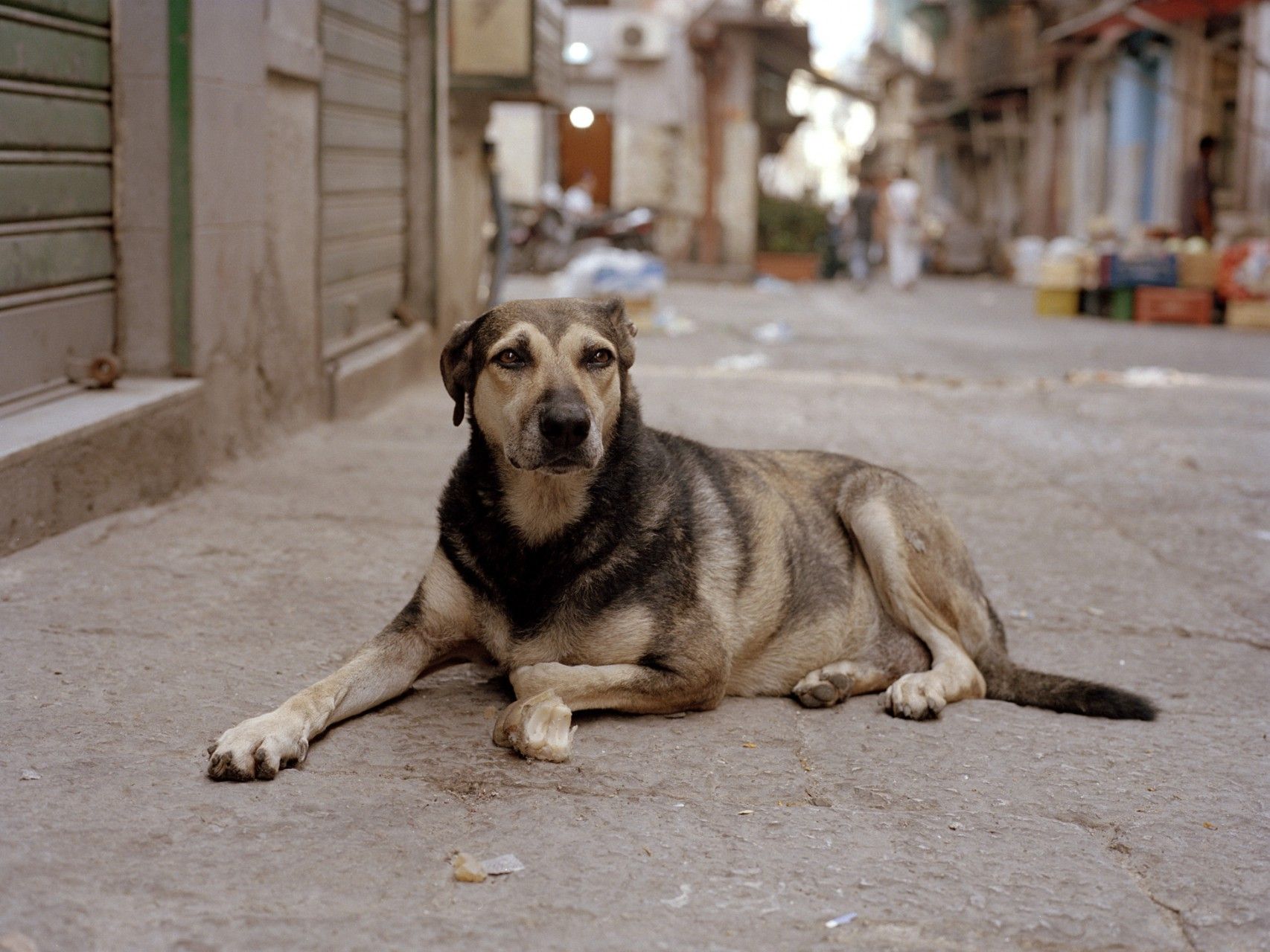 Başıboş sokak köpekleri sorunu: Az önce kritik açıklama geldi! İşte 5 maddelik açıklama