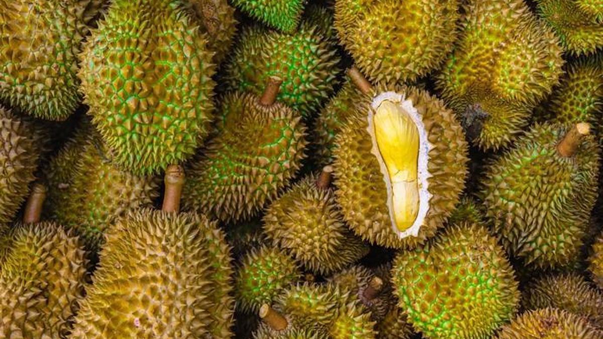 Durian meyvesi nedir? Durian meyvesi tadı nasıl, nerede yetişir? - Sağlık Haberleri