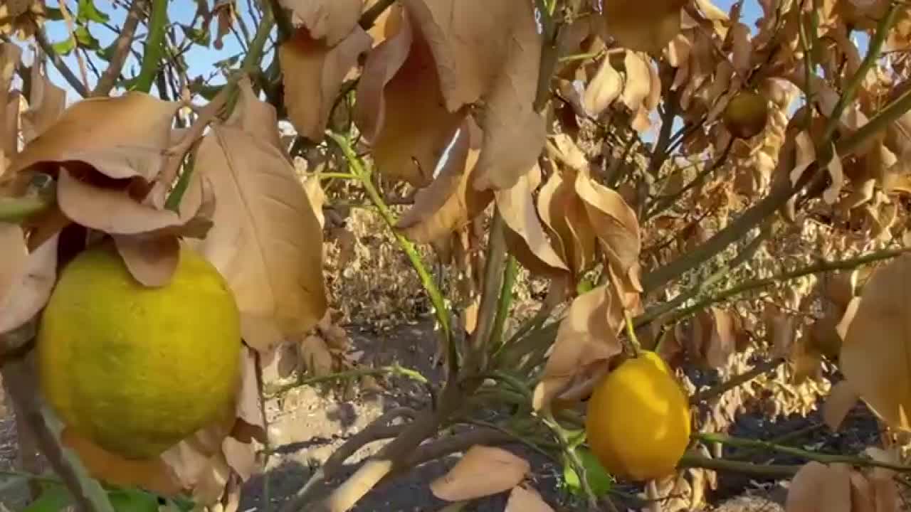 ADANA'DA NARENCİYE BAHÇELERİNİ VE BUĞDAY TARLALARINI DON VURDU. YÜREĞİR ZİRAAT ODASI BAŞKANI DOĞAN: “TARSİM ZARARI KARŞILAMAK İSTEMİYOR”