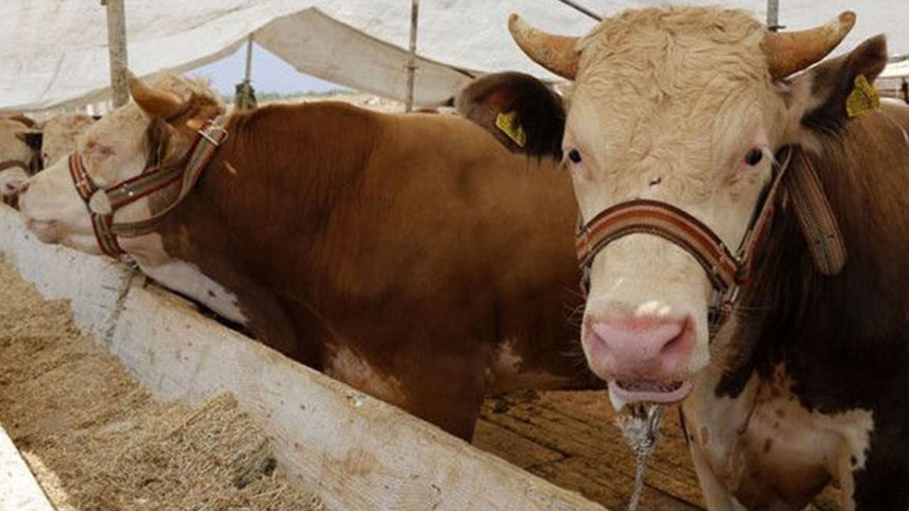 Kurbanlık fiyatları hakkında açıklama geldi!