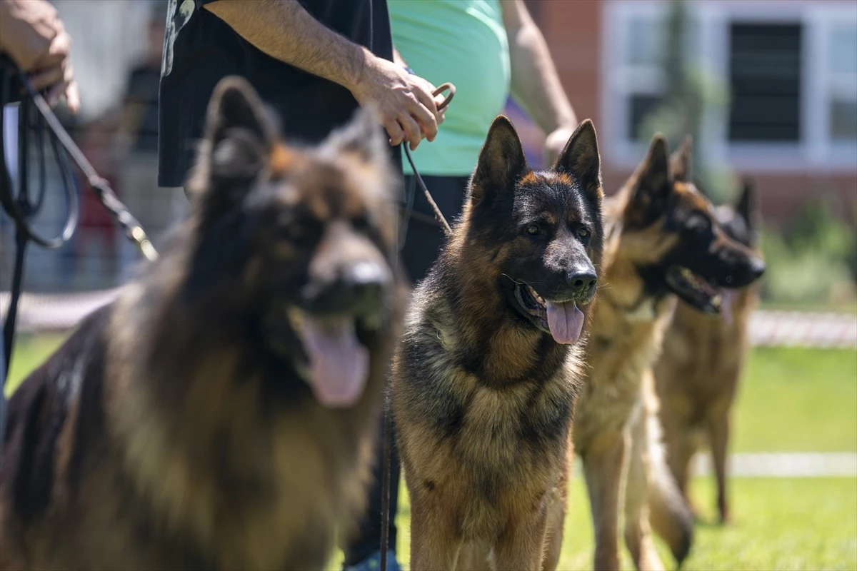 Alman Çoban Köpeği Irk Standartları Yarışması Düzenlendi