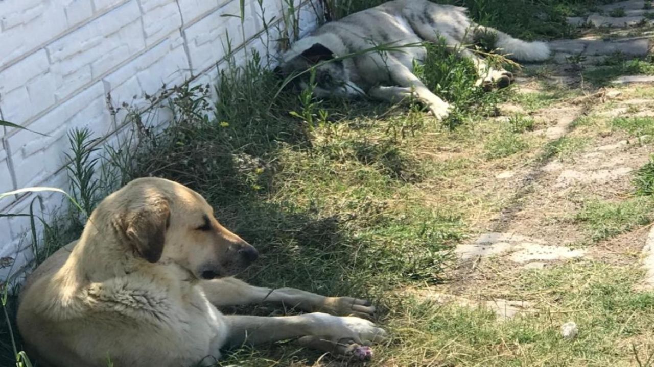 Ankara’ya hastalıklı köpek getirdikleri iddiasıyla iki kişi hakkında dava açıldı!