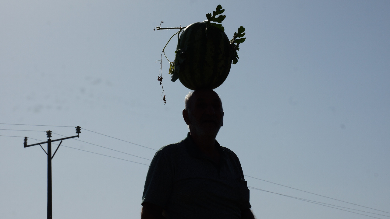 Aydın’da hasat telaşı başladı, fiyatı uçuşa geçti: Tarlada kilosu 12 TL!