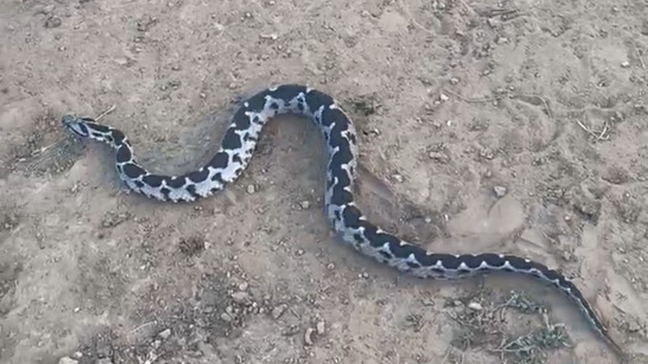 Çankırı’da zehirli Osmanlı engereği görüntülendi