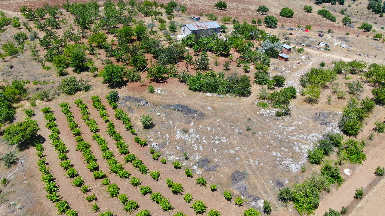 Elazığ’da hasadı başladı, susuz yetişiyor: 200 ağaçtan 5 ton ürün!