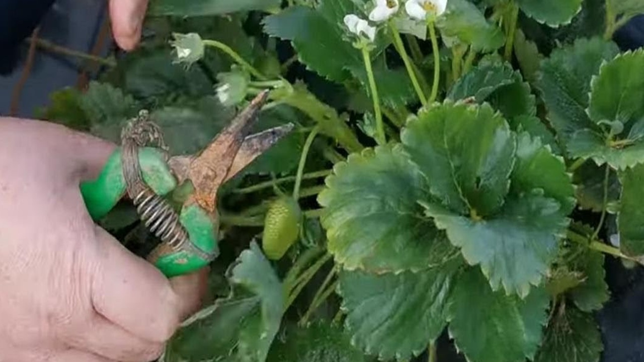 Haziran ayında budanması gereken bitkiler. Birçok kişi önemsemiyor ama gerekliymiş