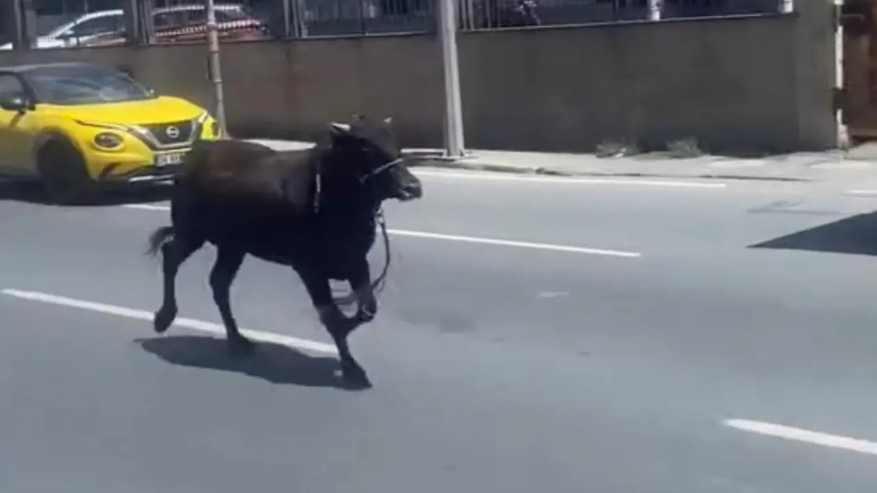 Kağıthane’den Sarıyer’e kaçan kurbanlık dana İstanbul trafiğini karıştırdı! O anlar kamerada