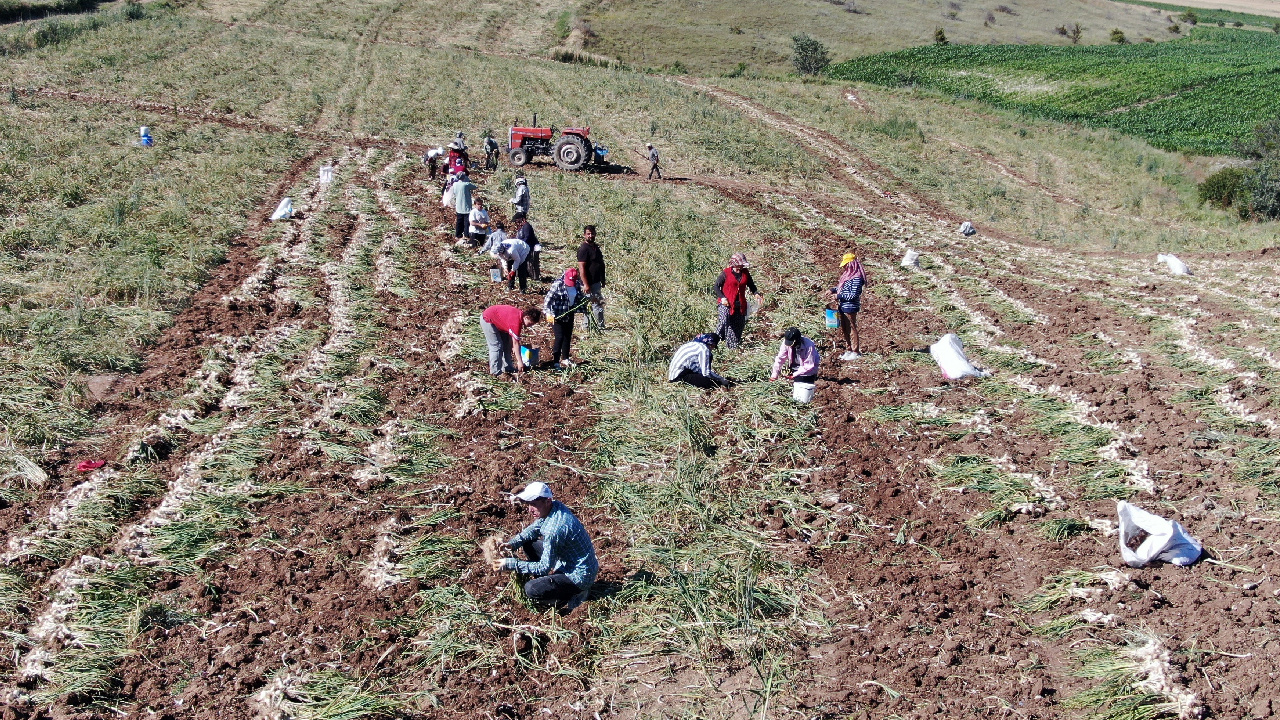 Kastamonu’da hasadı başladı, rekolte üreticileri perişan etti: 1 dönümden 300 kilo ürün!