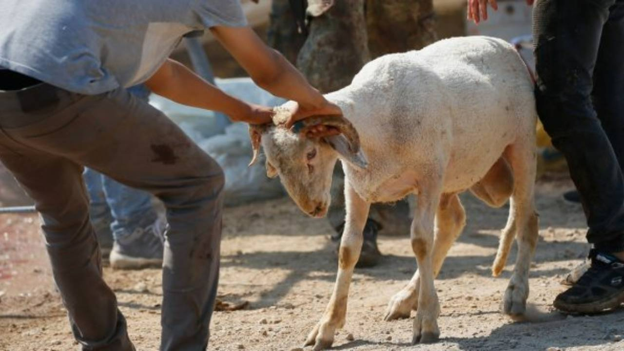 Kurban keserken yaralananlar için acil tıp uzmanından uyarı: Sakın bunu yapmayın!