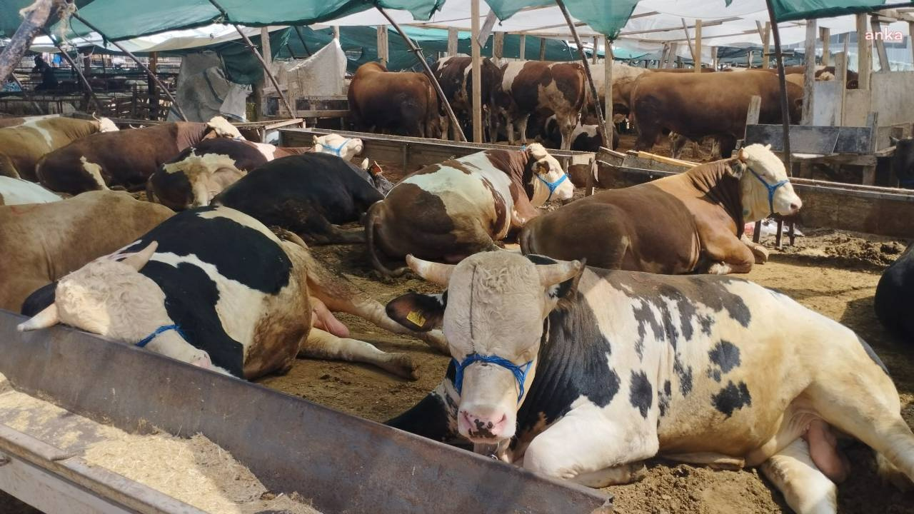 Kurban satışlarında durgunluk! Satıcılar umduğunu bulamadı: Yüzde 90 zarar edeceğiz