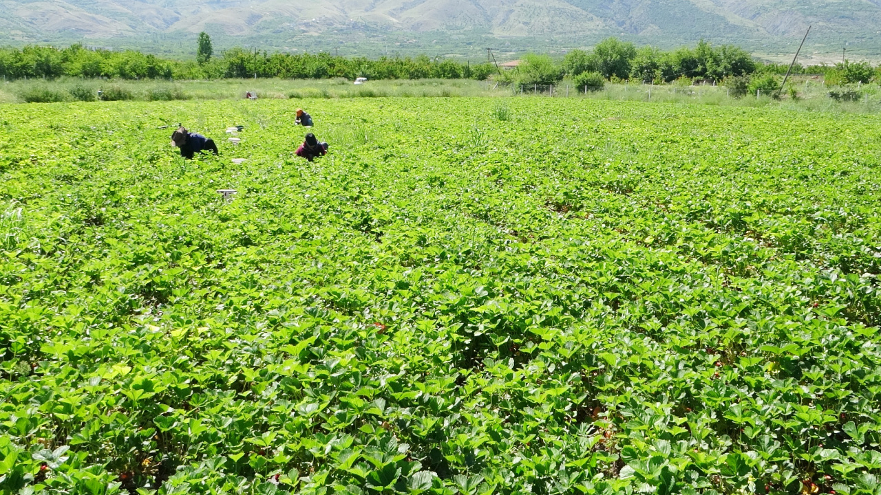 Malatya’da ‘kırmızı elmas’ hasadı başladı, özenle paketleniyor: Kilosu 70 TL!