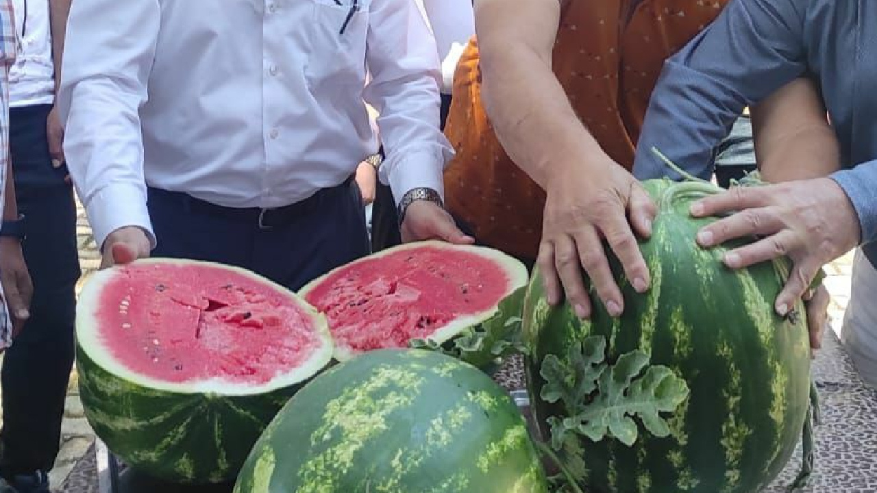 Manisa’da hasadı başladı, eken bin pişman oldu: Tarlada kilosu 10 TL!